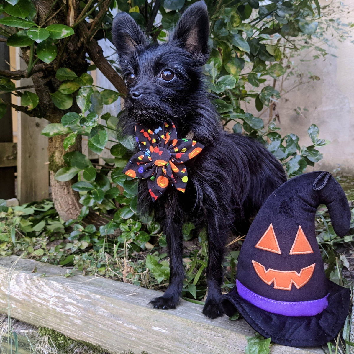 Huxley & Kent - Witch Hat Dog Toy - Doglicious Bakery Bites