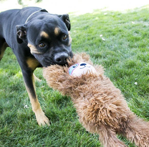 KONG® Tuggz Sloth Dog Tug Toy XL - Doglicious Bakery Bites