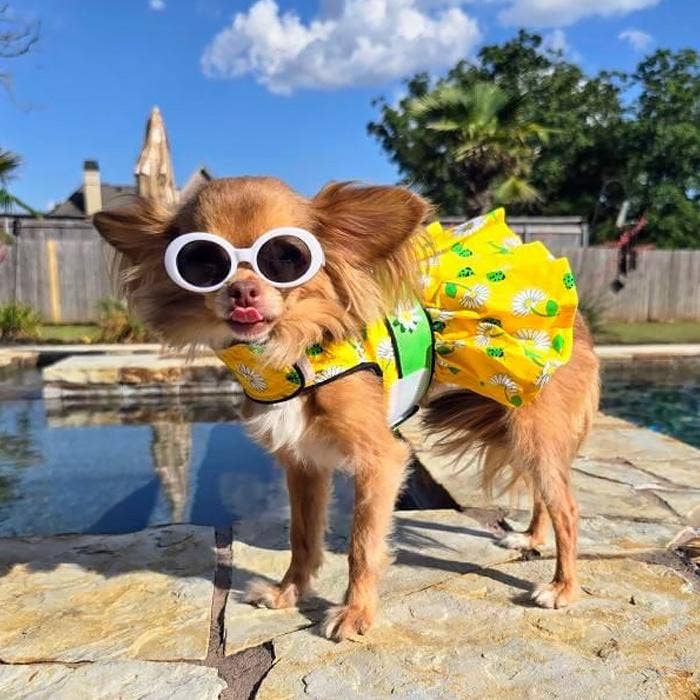 Ladybugs and Daisies Dog Dress w/ Matching Leash - Doglicious Bakery Bites