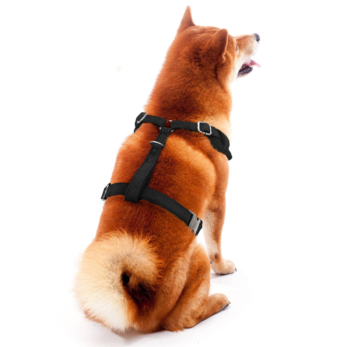 Little Earth Productions - NFL Las Vegas Raiders Velvet Pet Harness - Doglicious Bakery Bites