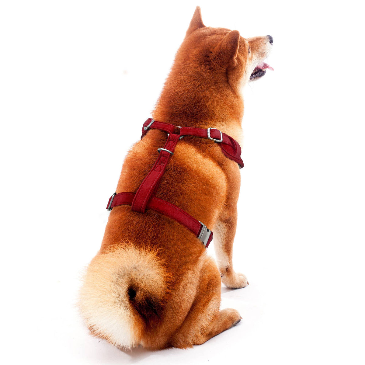 Little Earth Productions - NFL San Francisco 49ers Velvet Pet Harness - Doglicious Bakery Bites