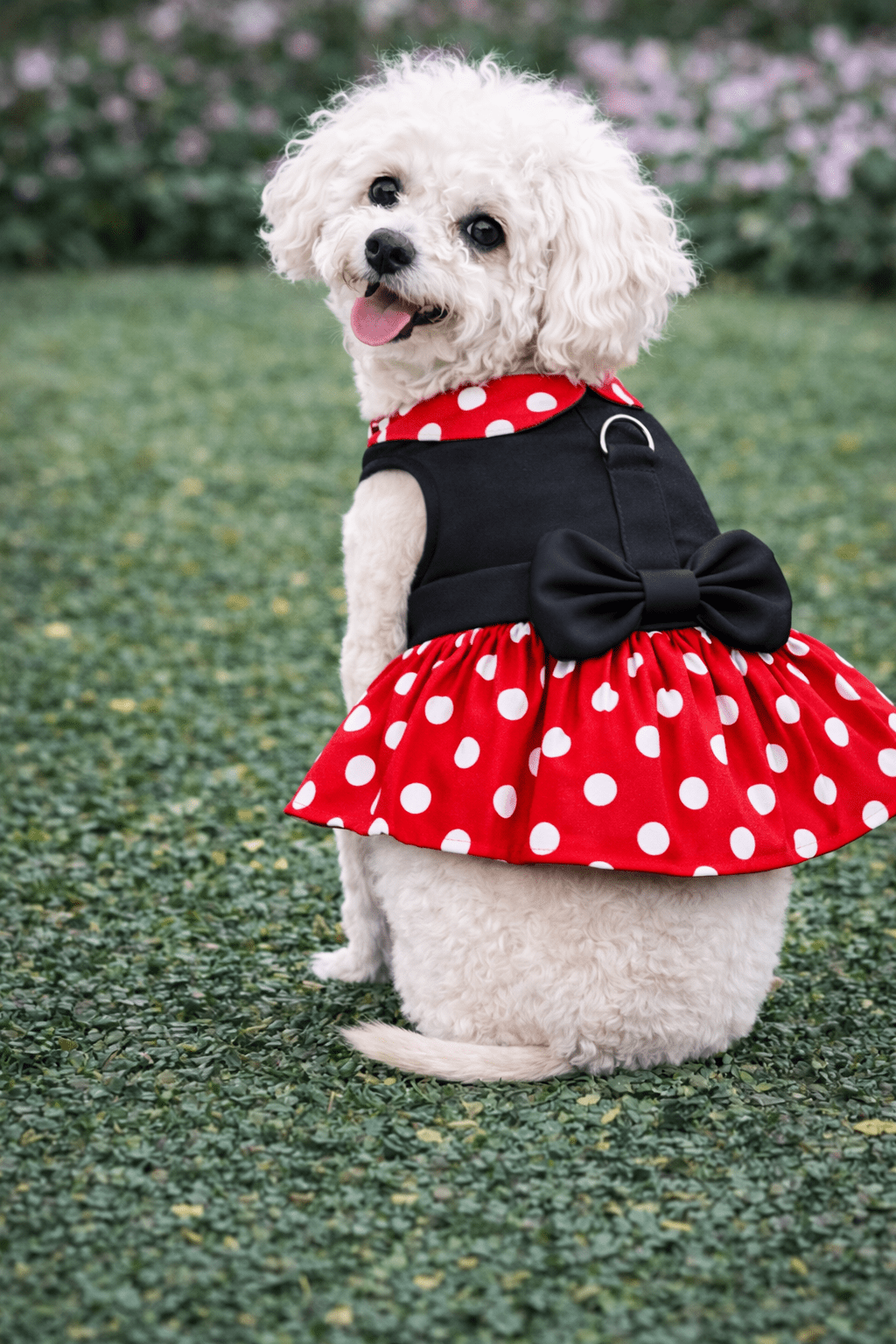 Minnie Dots Harness Dress - Doglicious Bakery Bites