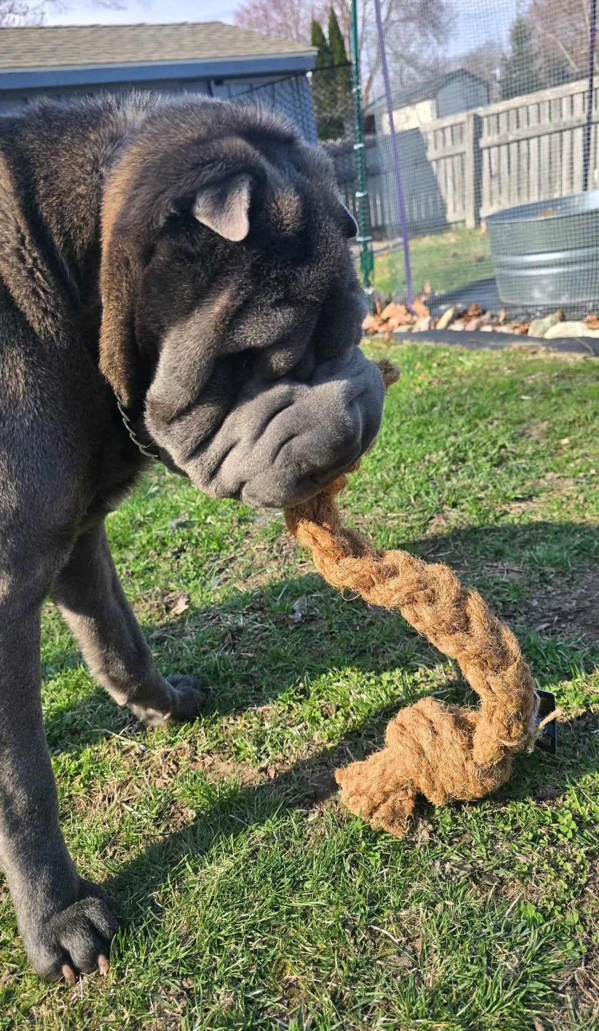 Mumbies - Coconut Rope Tug - Doglicious Bakery Bites