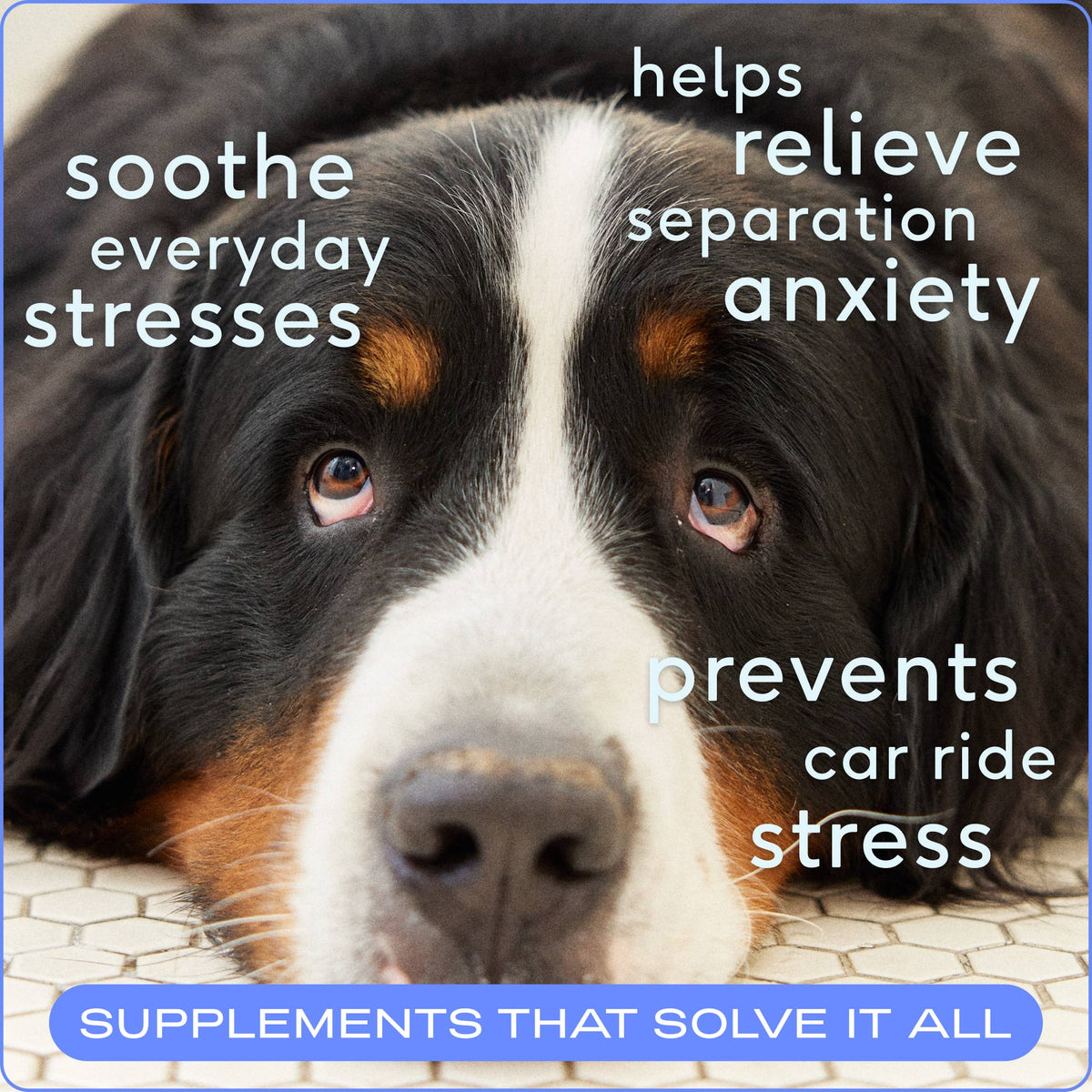 Native Pet - Calm Chews Anxiety & Calming Supplement for Dogs - Doglicious Bakery Bites