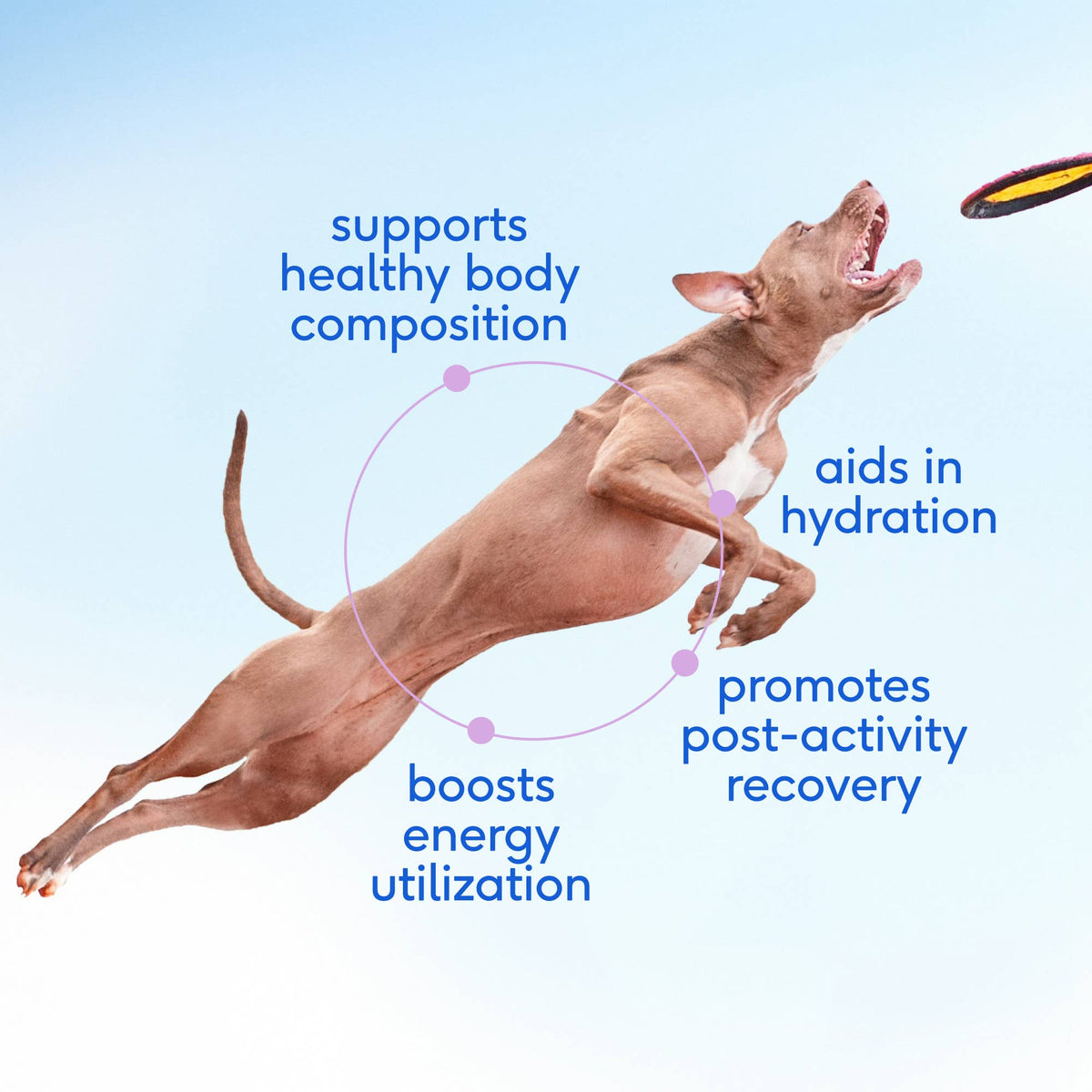 Native Pet - Goat Milk Powder Recovery & Energy Support for Active Dogs - Doglicious Bakery Bites