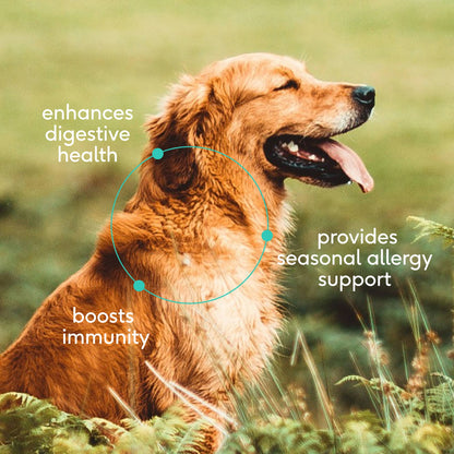 Native Pet - Native Pet Colostrum Immune System Powder Supplement for Dog - Doglicious Bakery Bites