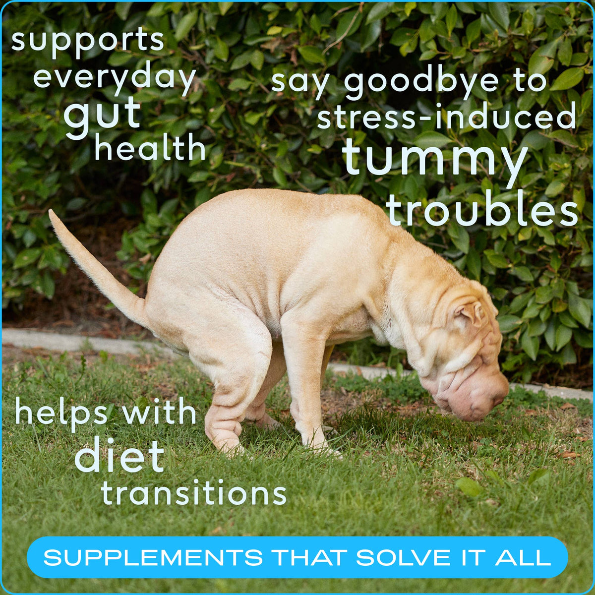 Native Pet - Probiotic & Prebiotic Powder Vet-Formulated Supplement - Doglicious Bakery Bites