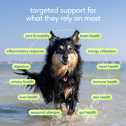 Native Pet - Senior Daily 12-in-1 Multivitamin Powder Supplement for Dogs - Doglicious Bakery Bites