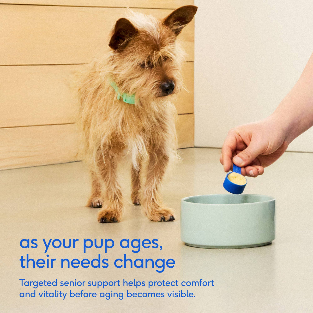 Native Pet - Senior Daily 12-in-1 Multivitamin Powder Supplement for Dogs - Doglicious Bakery Bites