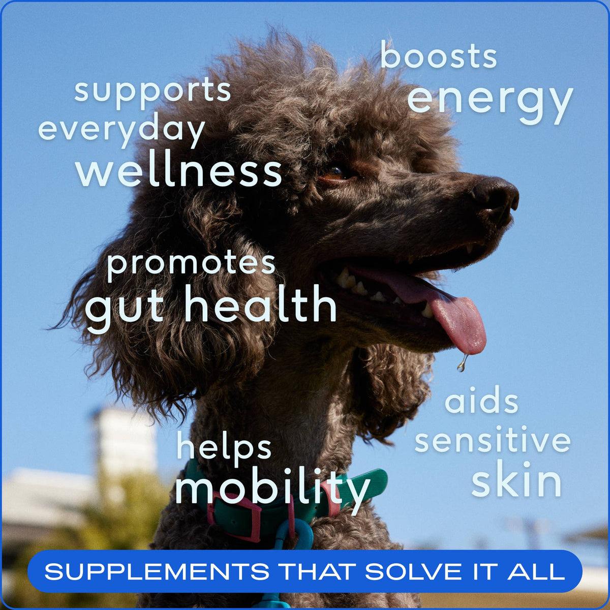 Native Pet - The Daily Powder Supplement, 11-in-1 Multivitamins for Dogs - Doglicious Bakery Bites