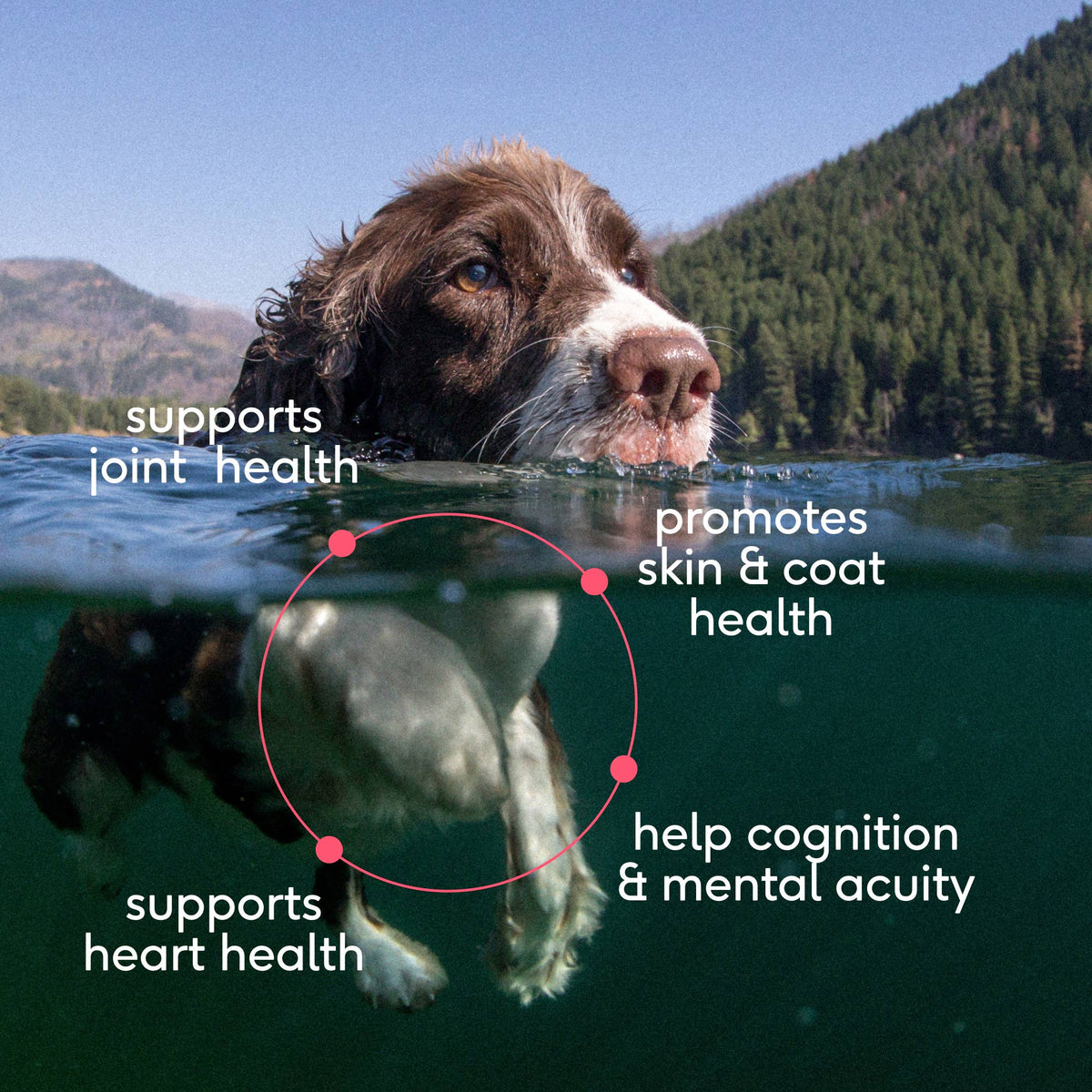 Native Pet - Wild-Caught Alaskan Sockeye Salmon Oil, Skin & Coat Health - Doglicious Bakery Bites