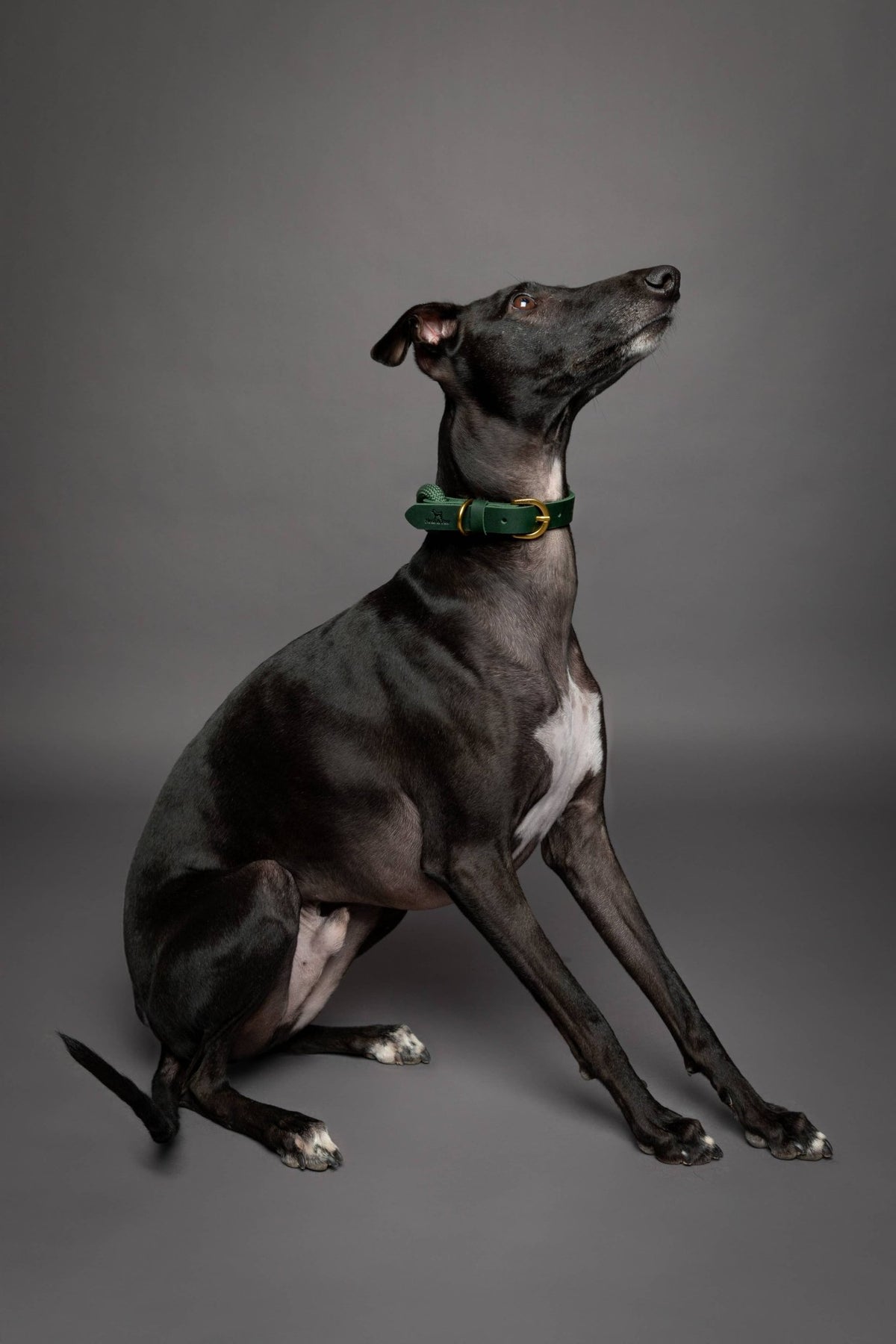 NOAH AND PAW LLC - Dog and Cat Collar, Genuine Leather Combined with Paracord - Doglicious Bakery Bites