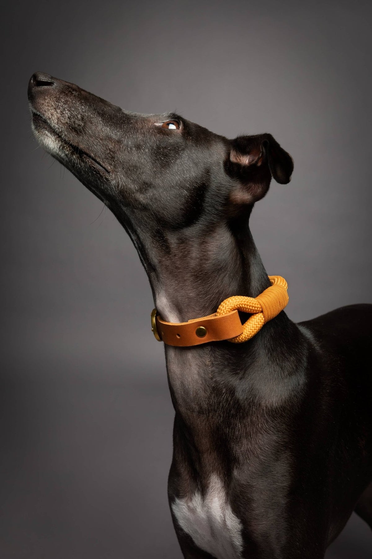 NOAH AND PAW LLC - Dog and Cat Collar, Genuine Leather Combined with Paracord - Doglicious Bakery Bites