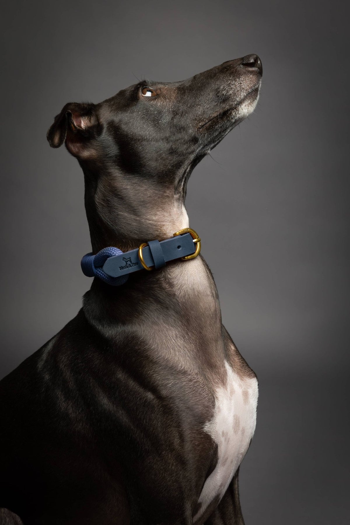 NOAH AND PAW LLC - Dog and Cat Collar, Genuine Leather Combined with Paracord - Doglicious Bakery Bites