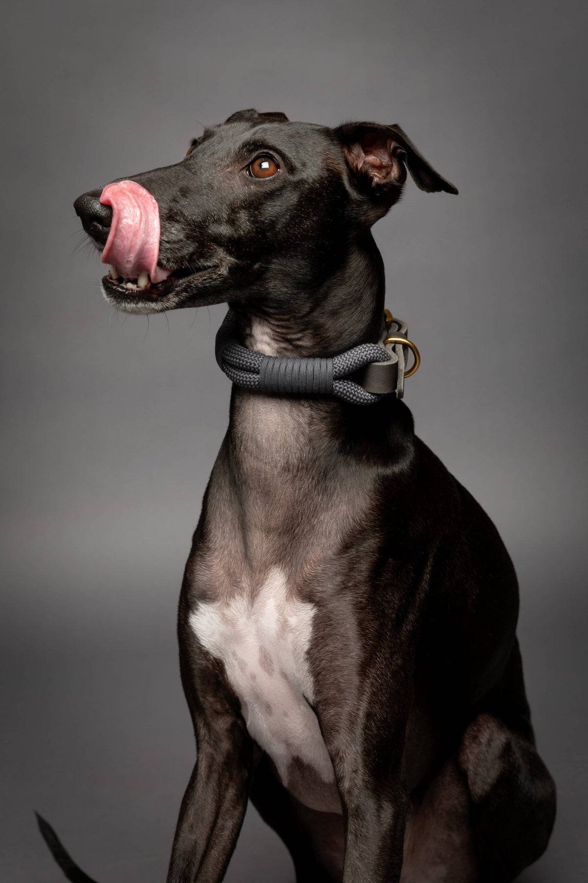 NOAH AND PAW LLC - Dog and Cat Collar, Genuine Leather Combined with Paracord - Doglicious Bakery Bites