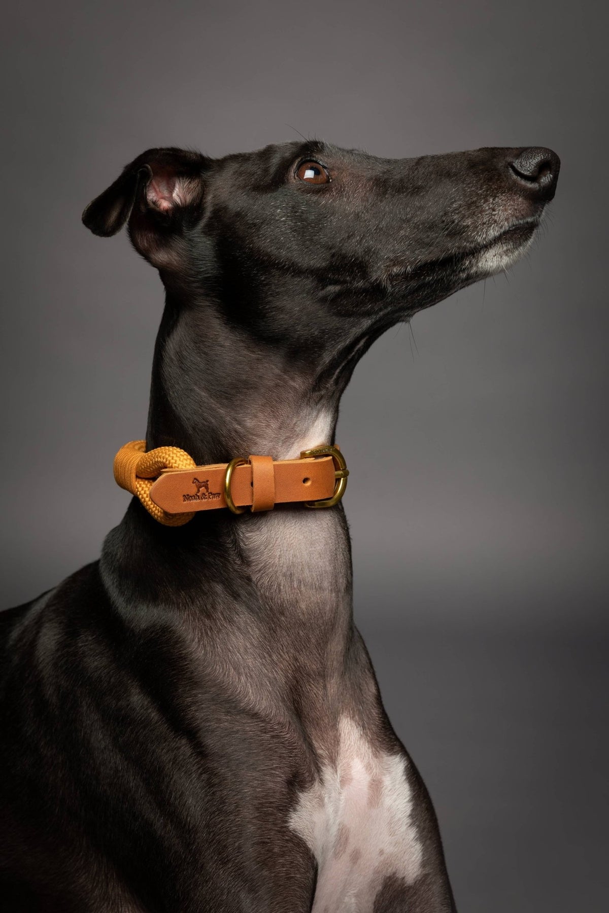 NOAH AND PAW LLC - Dog and Cat Collar, Genuine Leather Combined with Paracord - Doglicious Bakery Bites