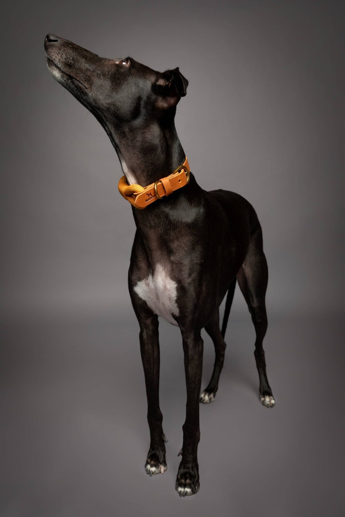 NOAH AND PAW LLC - Dog and Cat Collar, Genuine Leather Combined with Paracord - Doglicious Bakery Bites