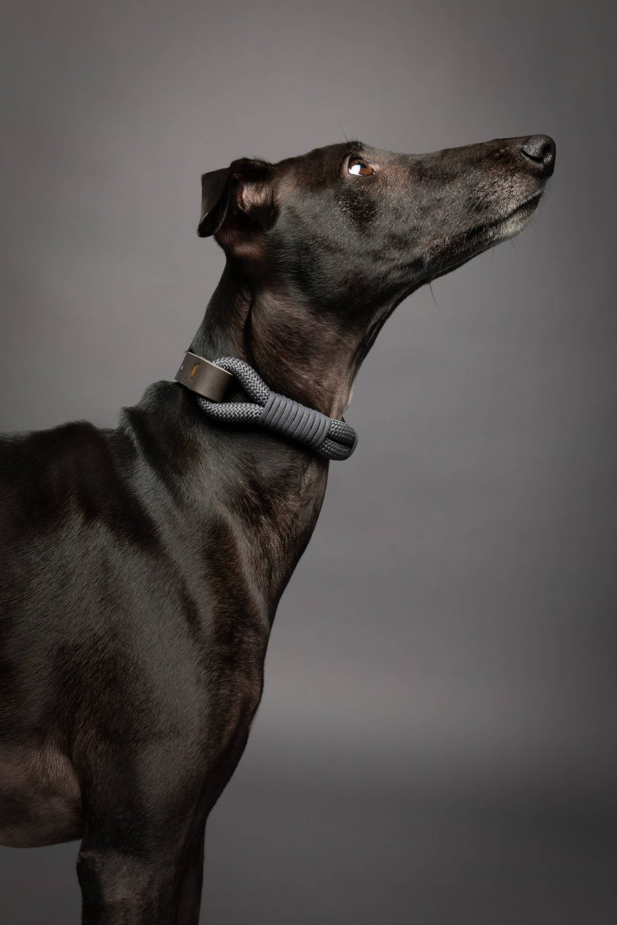 NOAH AND PAW LLC - Dog and Cat Collar, Genuine Leather Combined with Paracord - Doglicious Bakery Bites