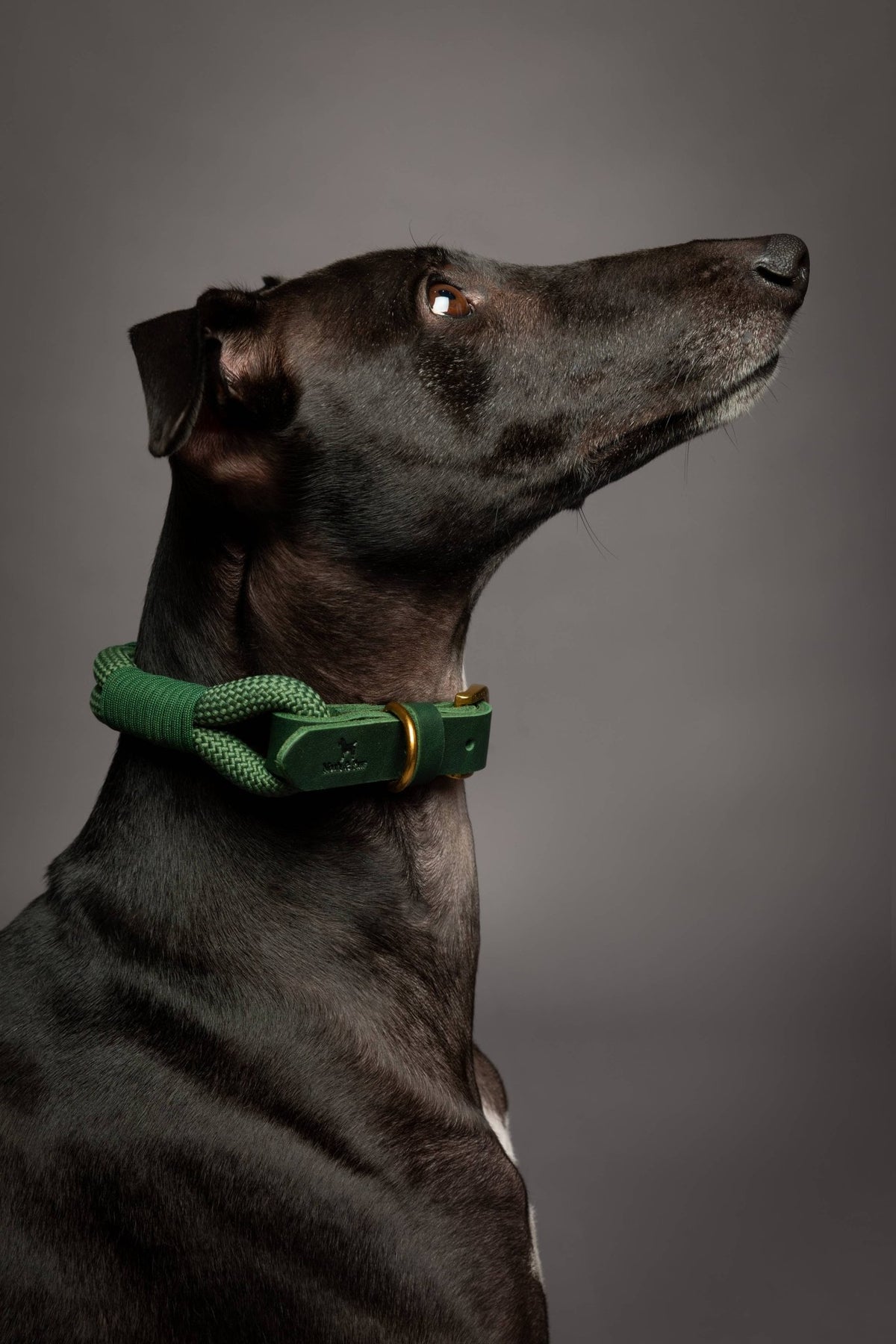 NOAH AND PAW LLC - Dog and Cat Collar, Genuine Leather Combined with Paracord - Doglicious Bakery Bites