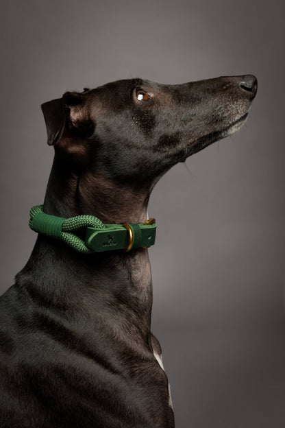 NOAH AND PAW LLC - Dog and Cat Collar, Genuine Leather Combined with Paracord - Doglicious Bakery Bites