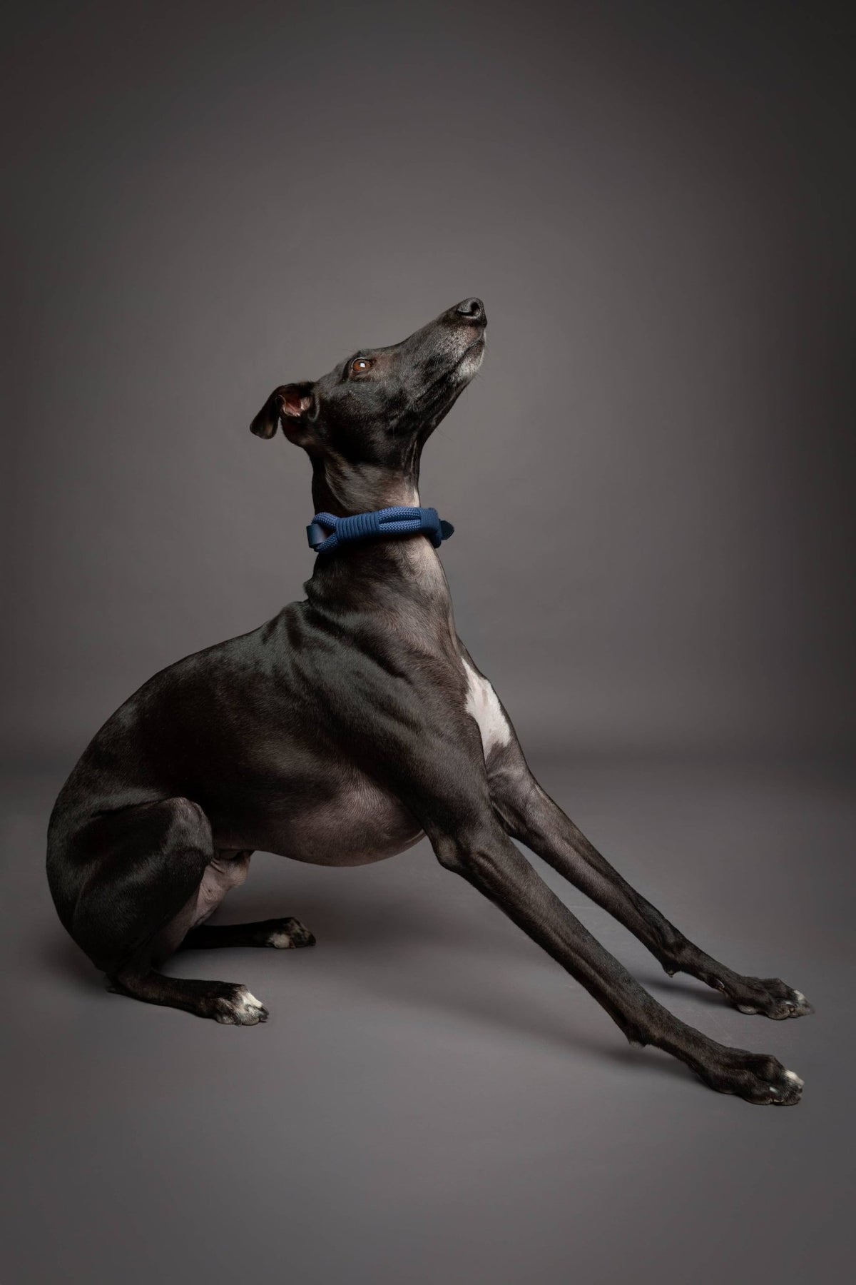 NOAH AND PAW LLC - Dog and Cat Collar, Genuine Leather Combined with Paracord - Doglicious Bakery Bites