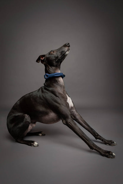NOAH AND PAW LLC - Dog and Cat Collar, Genuine Leather Combined with Paracord - Doglicious Bakery Bites