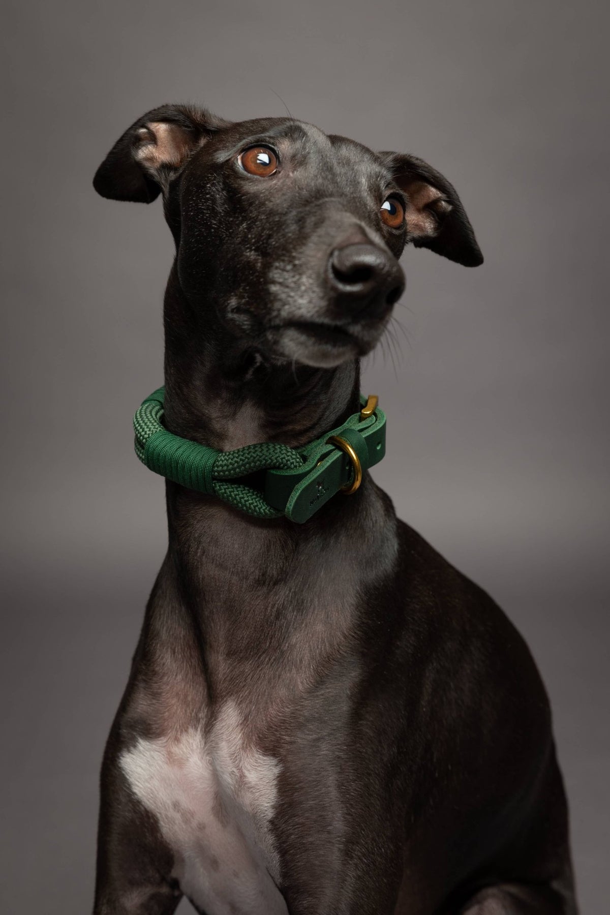 NOAH AND PAW LLC - Dog and Cat Collar, Genuine Leather Combined with Paracord - Doglicious Bakery Bites