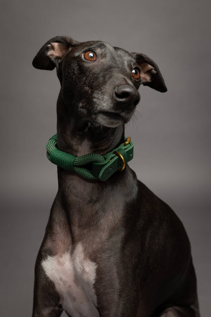 NOAH AND PAW LLC - Dog and Cat Collar, Genuine Leather Combined with Paracord - Doglicious Bakery Bites