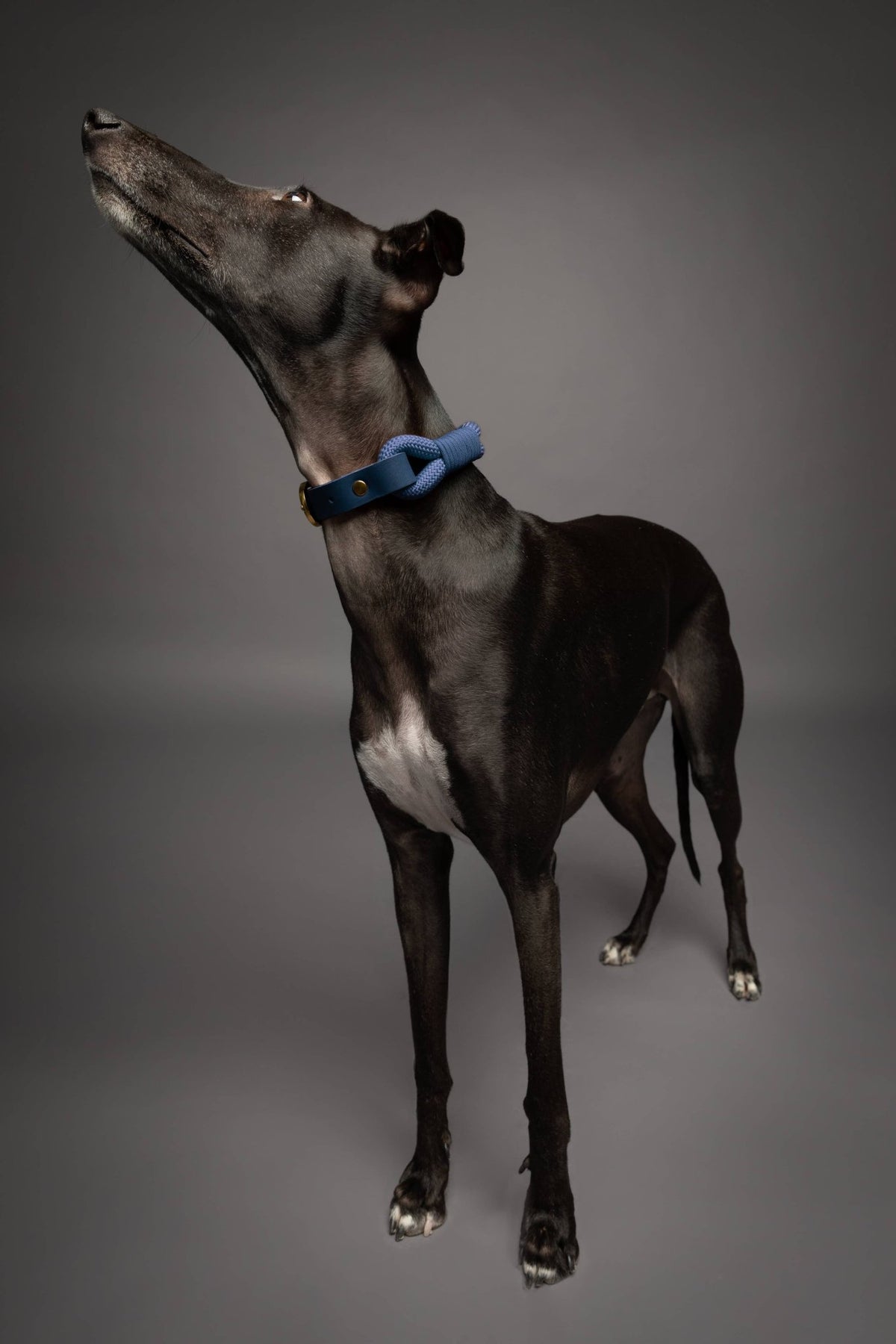 NOAH AND PAW LLC - Dog and Cat Collar, Genuine Leather Combined with Paracord - Doglicious Bakery Bites