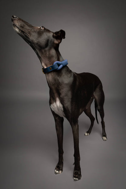 NOAH AND PAW LLC - Dog and Cat Collar, Genuine Leather Combined with Paracord - Doglicious Bakery Bites