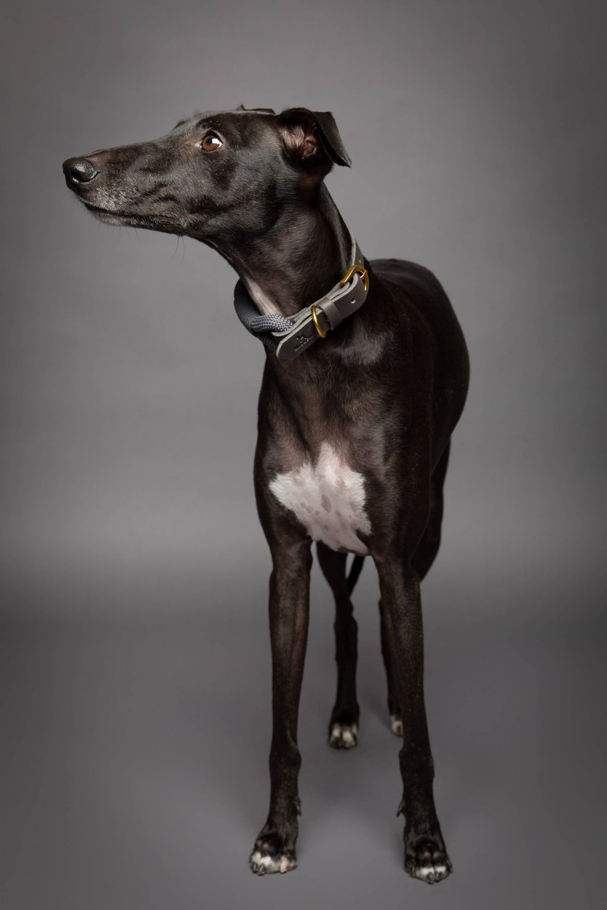 NOAH AND PAW LLC - Dog and Cat Collar, Genuine Leather Combined with Paracord - Doglicious Bakery Bites