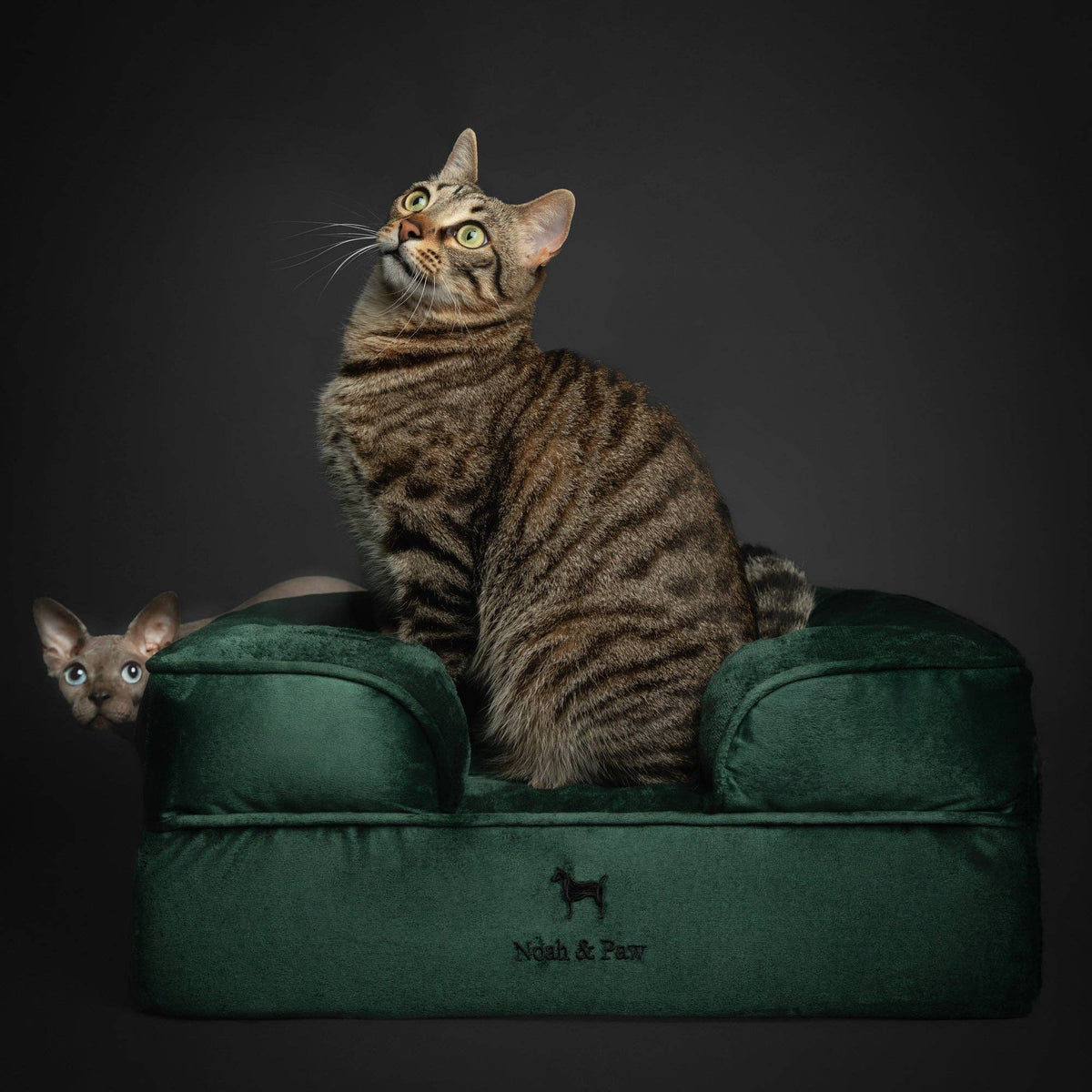 NOAH AND PAW LLC - Velvet Orthopedic Pet Bed, Cooling Gel Memory Foam - Doglicious Bakery Bites
