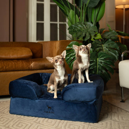 NOAH AND PAW LLC - Velvet Orthopedic Pet Bed, Cooling Gel Memory Foam - Doglicious Bakery Bites