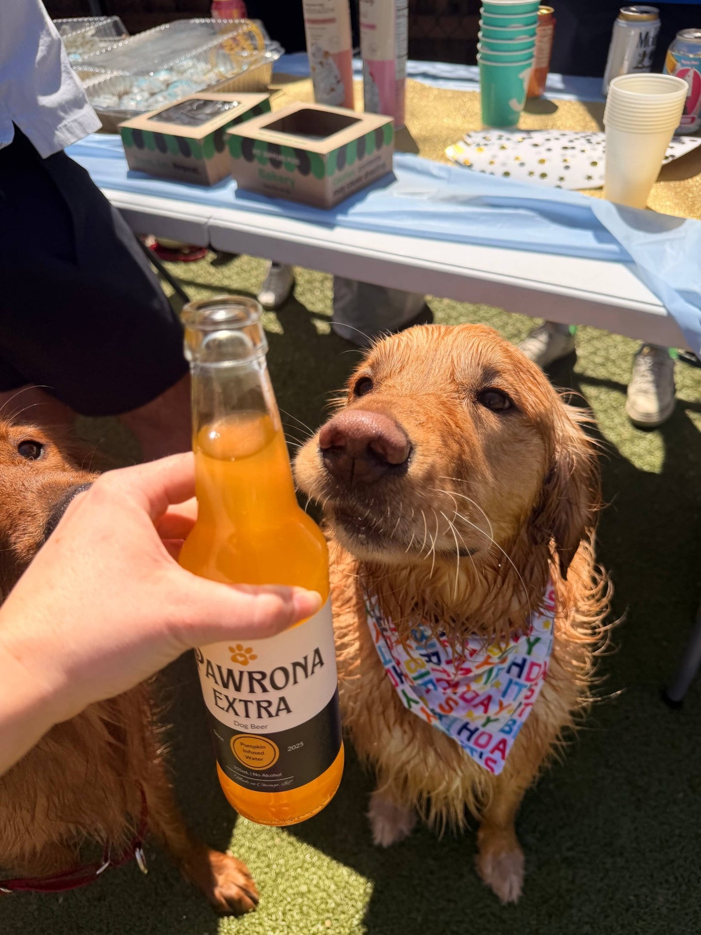 Paw - Rona Dog Beer 12oz Pumpkin  - Doglicious Bakery Bites