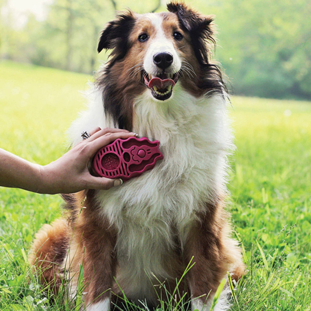 Pet Palette Distribution - KONG® ZoomGroom® Raspberry Brush Large - Doglicious Bakery Bites