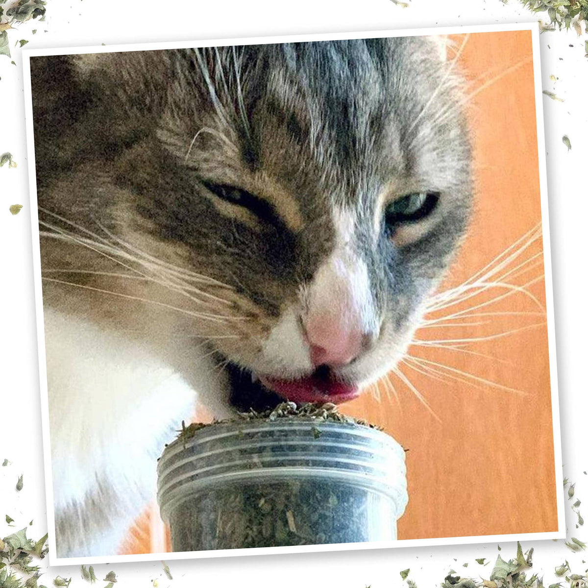 Pet Palette Distribution - Meowijuana Meowi-Waui - Primo Kitty Weed - Doglicious Bakery Bites