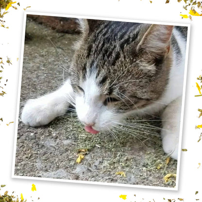 Pet Palette Distribution - Meowijuana Sierra Sunshine - Catnip, Sunflower, Honeysuckle - Doglicious Bakery Bites