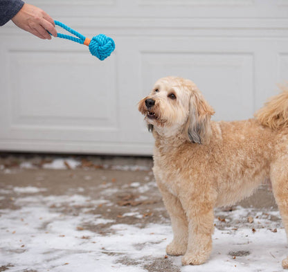 Pet Palette Distribution - ThoozyPet Ball Tug Rope Dog Toy with Handle Blue 3" - Doglicious Bakery Bites