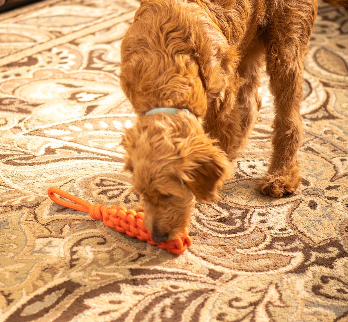 Pet Palette Distribution - ThoozyPet Knotted Stick Rope Dog Toy with Handle Orange 11" - Doglicious Bakery Bites