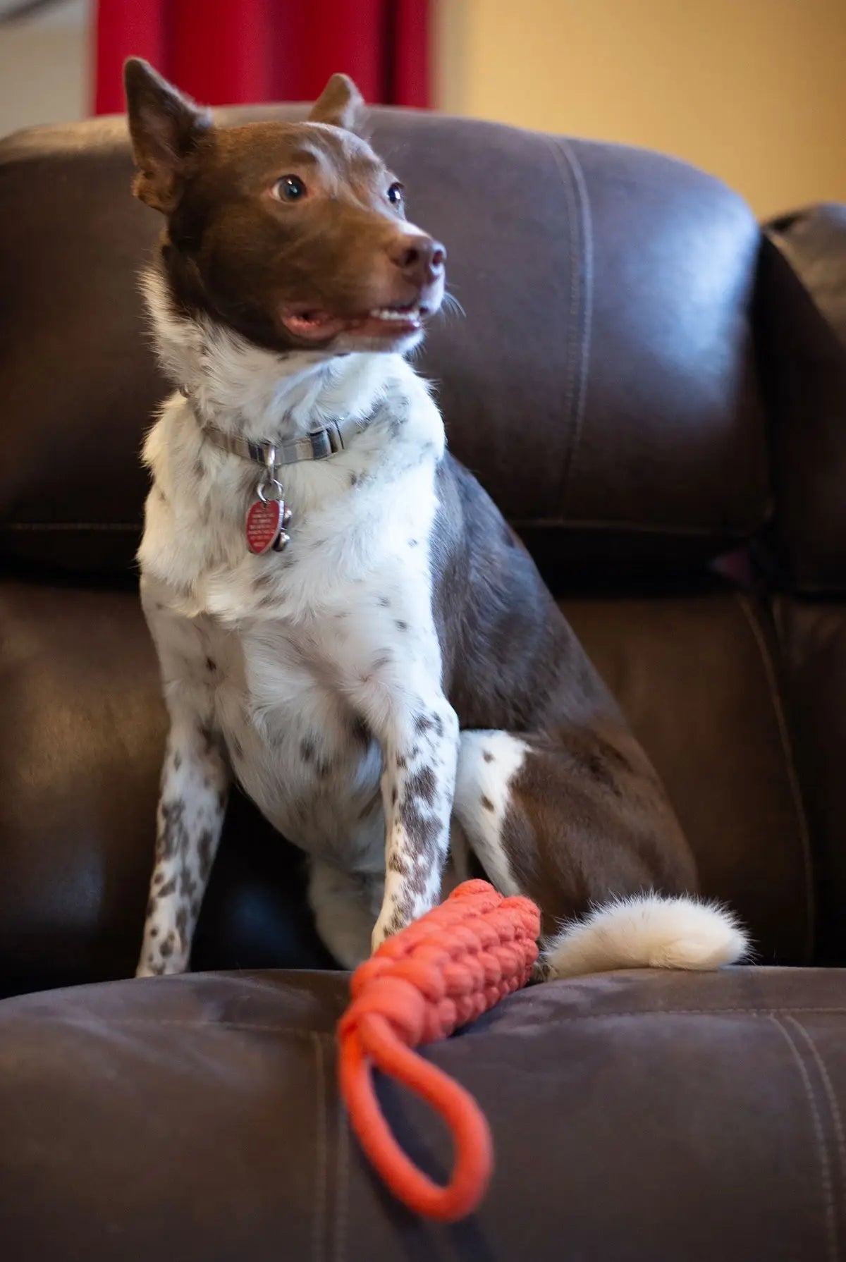 Pet Palette Distribution - ThoozyPet Knotted Stick Rope Dog Toy with Handle Orange 11" - Doglicious Bakery Bites