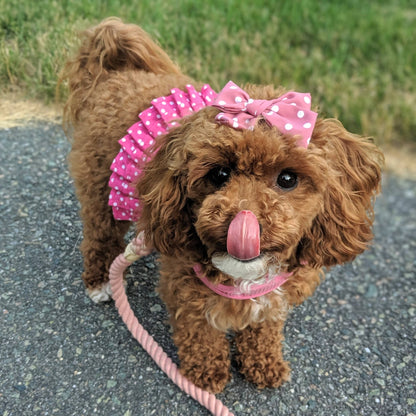 Polka Dot Harness Dress Pink – Adjustable Dog Dress - Doglicious Bakery Bites