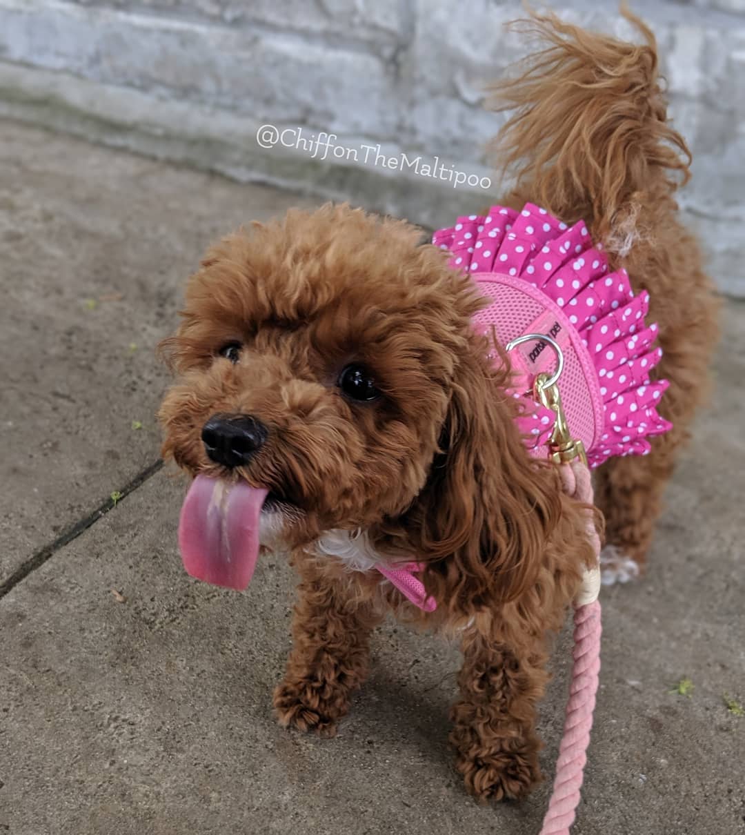 Polka Dot Harness Dress Pink – Adjustable Dog Dress - Doglicious Bakery Bites