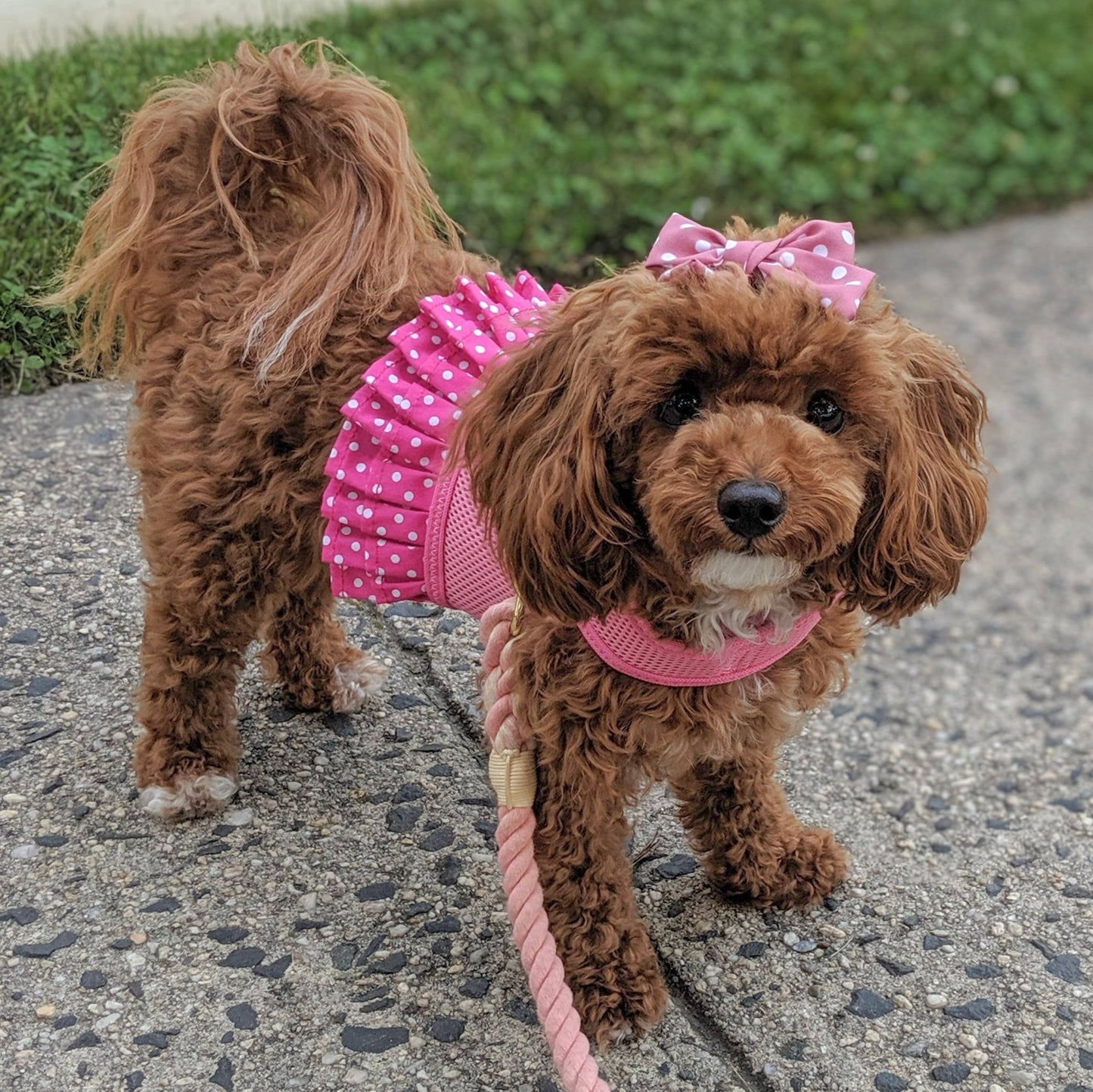 Polka Dot Harness Dress Pink – Adjustable Dog Dress - Doglicious Bakery Bites