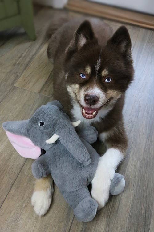 Savanah the Elephant Plush Dog Toy - Doglicious Bakery Bites