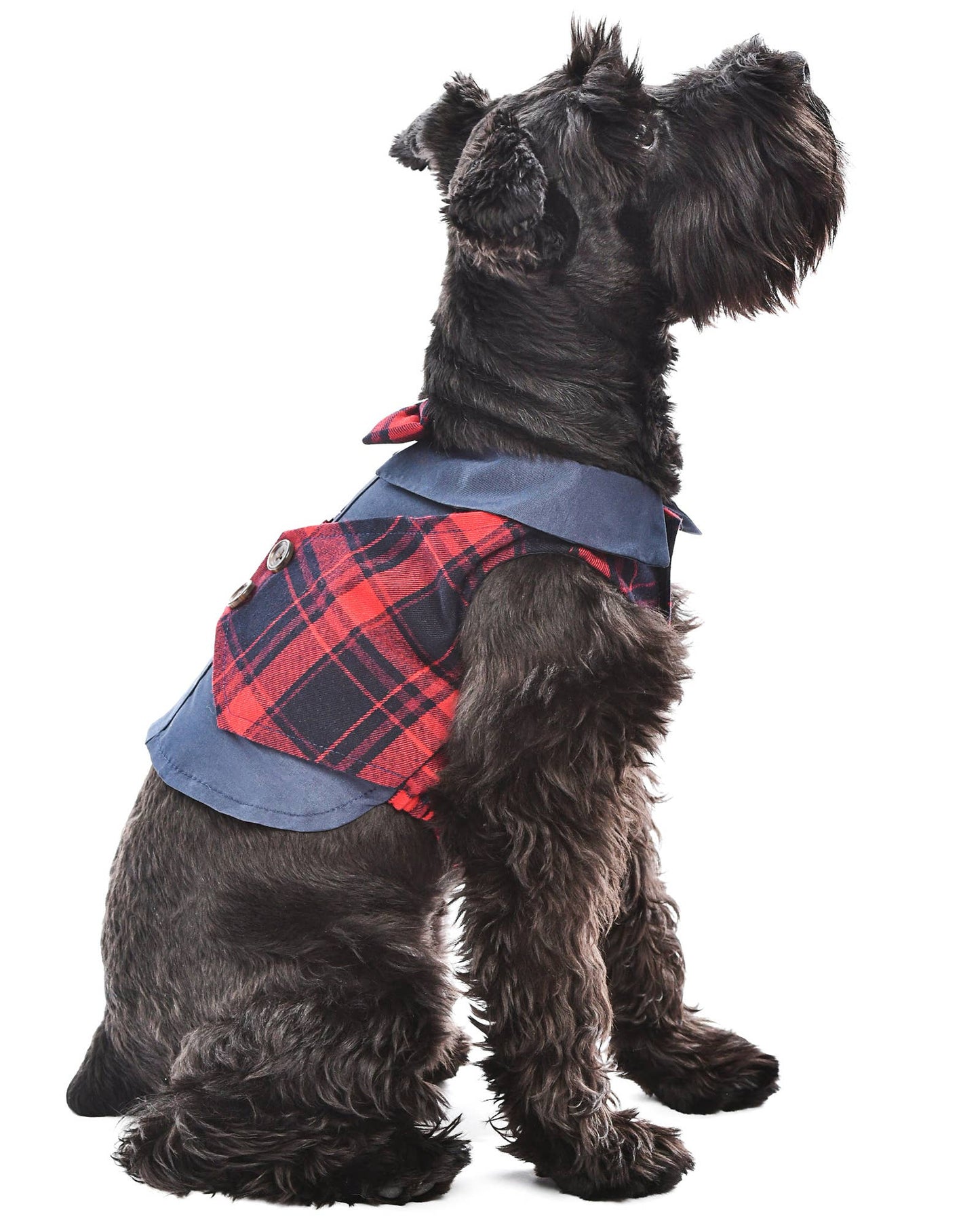 Scottish Pleated Tuxedo Red Blue – Elegant Dog Formal Wear - Doglicious Bakery Bites