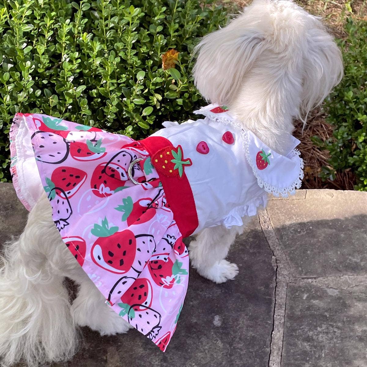 Strawberry Picnic Dog Dress w/ Matching Leash - Doglicious Bakery Bites