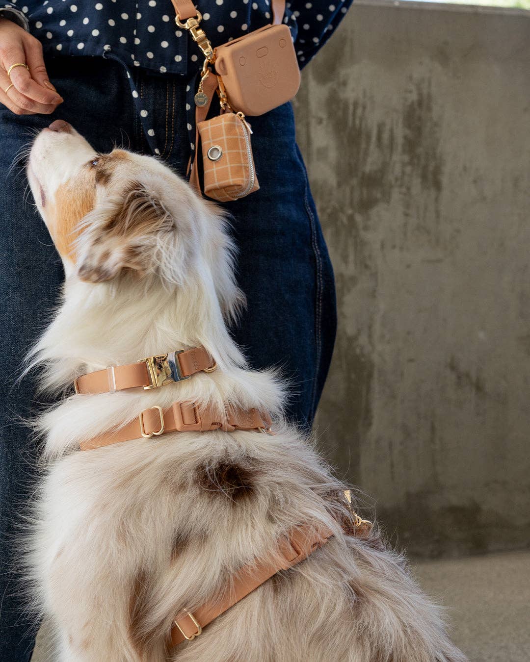 SUNNY TAILS - Chai Brown Waterproof Dog Collar - Doglicious Bakery Bites