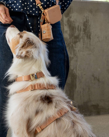 SUNNY TAILS - Chai Brown Waterproof Dog Collar - Doglicious Bakery Bites