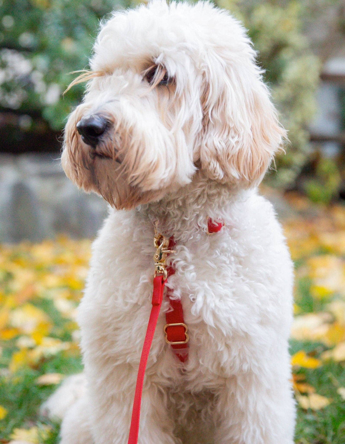 SUNNY TAILS - Cherry Red Waterproof Cloud Dog Leash - Doglicious Bakery Bites