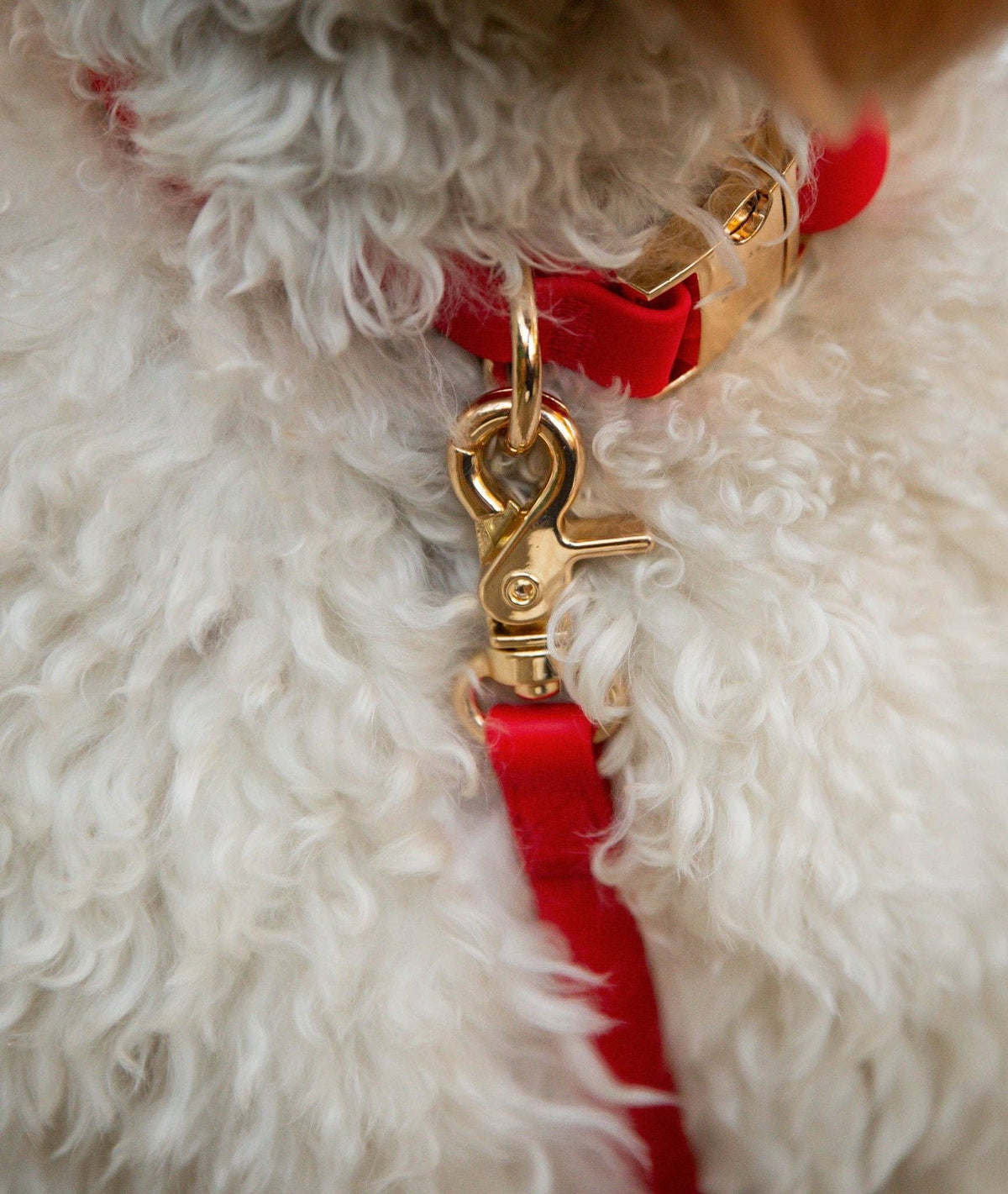 SUNNY TAILS - Cherry Red Waterproof Cloud Dog Leash - Doglicious Bakery Bites